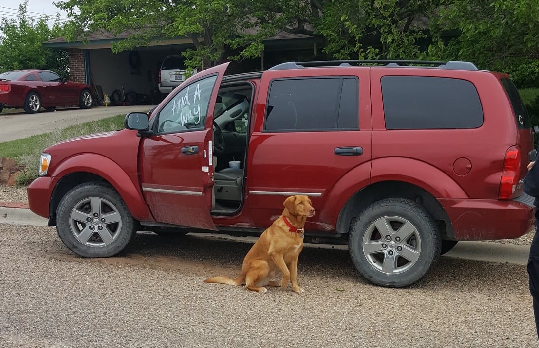 A retriever-type dog is shown with one paw raised in an "alerting" pose outside of a red SUV.