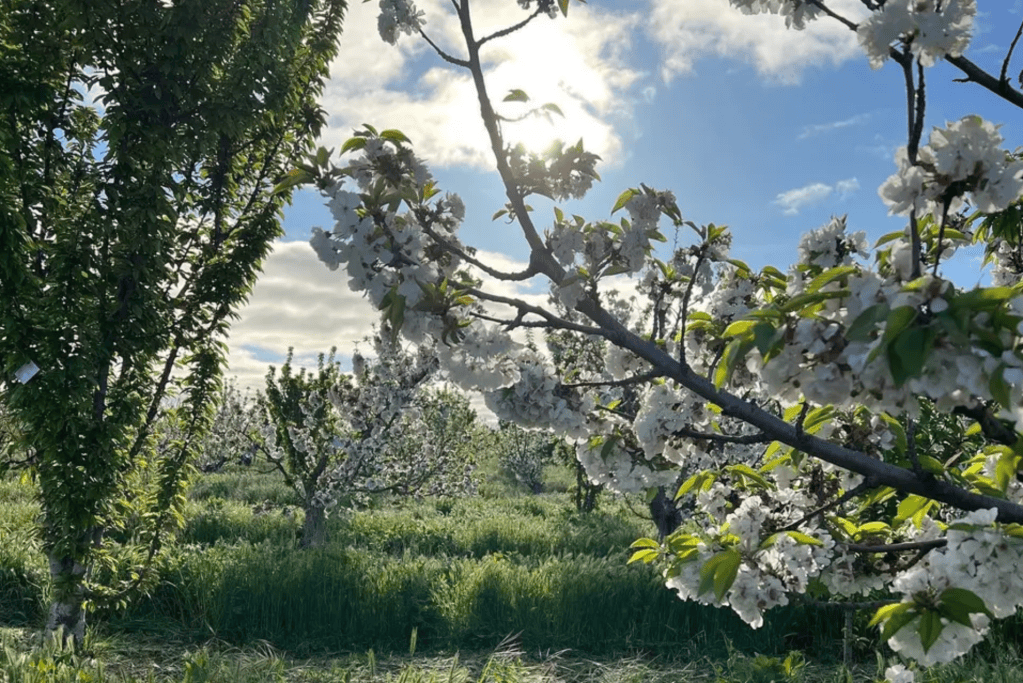 A sunny orchard filled with blooming white cherry blossoms, surrounded by lush green grass under a partly cloudy sky.